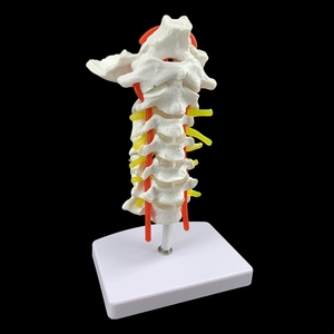 Modelo de Enseñanza Médico de Columna Cervical Humana con Arteria Carótida y Disco Occipital <span class=keywords><strong>Posterior</strong></span>, Modelo de Enseñanza de Articulaciones Humanas - Product Image 4