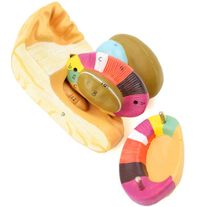 Mô hình giải phẫu não người có thể tháo rời-Mô hình hạt nhân Cơ Bản & viên nang bên trong để giảng dạy khoa học thần kinh - Product Image 2