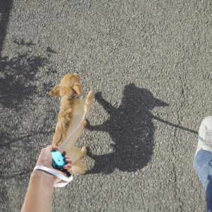 สายจูงสุนัขแบบยืดหดได้ ราคาโรงงาน สำหรับสุนัขและแมวขนาดเล็ก น้ำหนักไม่เกิน 11 ปอนด์ พร้อมสายไนลอนแข็งแรง 6.5 ฟุต ป้องกันการดึง สายจูงสัตว์เลี้ยงแบบแฮนด์ฟรี - Product Image 5