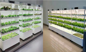 Sistemas de Cultivo Hidropónico para Interiores, Maquinaria Agrícola para Vegetales, Sistema Acuapónico para Plantas de Hoja - Product Image 3