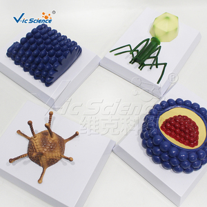 Juego de <span class=keywords><strong>4</strong></span> Modelos de Estructura de Virus, Modelo Anatómico de Microorganismos Ampliados, Material Didáctico para Laboratorio Biológico y Escuela, CE/ISO/ROHS/CNAS - Product Image 6