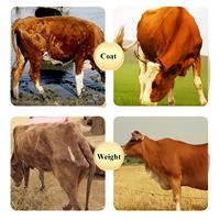 CP Group Additifs alimentaires RumenCare pour bovins moutons améliore le gain de poids quotidien Réduction des risques Acidose du rumen Vitamines de qualité alimentaire