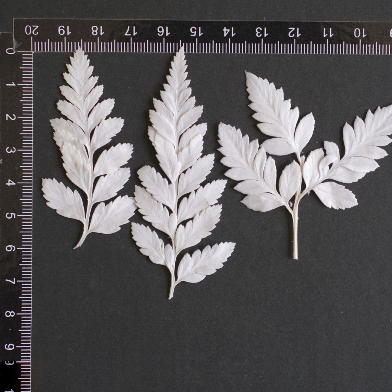 MH687 Deersfoot Fern 4-6cm white 12pcs