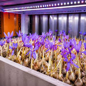 Système d'agriculture verticale automatisée en conteneur intelligent à climat contrôlé pour la culture du safran - Product Image 4