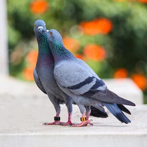 Eenden Blank Pluimvee Gevechtvogels Agapornissen Kalkoen Gans voor Duivenbanden Ring Kuikenclip Duiven Kleuren Papegaai Renveleer Vogel - Product Image 6