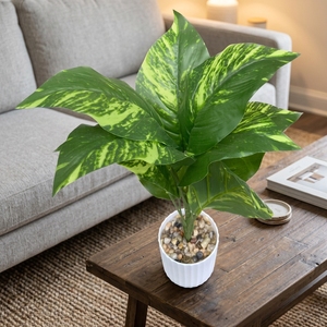 Hojas de Magnolia <span class=keywords><strong>Grandiflora</strong></span> de Plástico - Alta Simulación de Hojas Perennes para Decoración de Bodas, Navidad y Año Nuevo Chino - Product Image 2