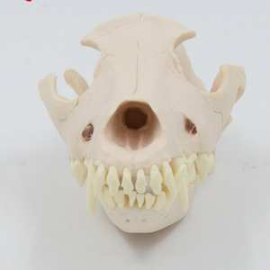 Modelo de exhibición de cráneo y <span class=keywords><strong>esqueleto</strong></span> de perro adulto de tamaño natural para hospital veterinario, ganadería y enseñanza médica - Product Image 4