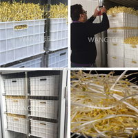 Meilleur prix pour une machine à germination de haricots mungo, d'orge et de soja, à usage commercial et domestique, 30 kg/jour, 50 kg/jour
