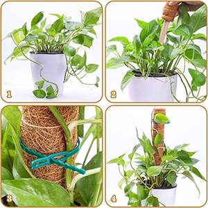 CZDMT Brand <strong>Coco</strong> Coir Pole and <strong>Sticks</strong> for Climbing Plant Support Natural Color Size 12" to 47" Home &amp; Outdoor Use - Product Image 4