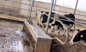 Abreuvoir électrique chauffant automatique en acier inoxydable pour vaches laitières – Nouveau système d'alimentation en <span class=keywords><strong>eau</strong></span> pour <span class=keywords><strong>animaux</strong></span> de ferme - Product Image 5
