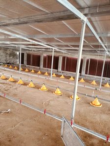 Comederos Automáticos Duraderos para Aves de Corral con Garantía - Product Image 6