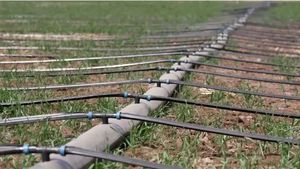 Vente en gros de ruban/<span class=keywords><strong>tuyau</strong></span> d'irrigation goutte à goutte de 16 mm à 22 mm pour système d'irrigation agricole - Product Image 6