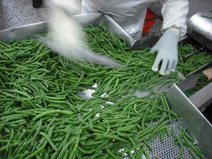 Nouvelle récolte, <span class=keywords><strong>prix</strong></span> de gros, légumes frais, aliments agricoles, vente en gros, haricots verts biologiques surgelés - Product Image 1