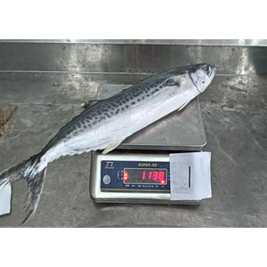 Maquereau espagnol frais congelé en gros, poisson entier rond, prix en vrac IQF, usine Chine - Product Image 2