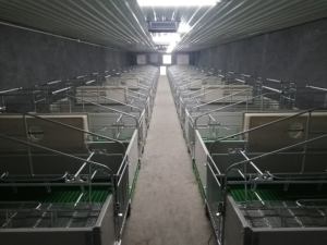 Jaulas de Parto para Cerdas de Acero Galvanizado en Caliente con Piso de Rejillas Triangulares - Product Image 4