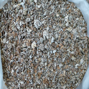 Blanc Naturel Fente Gill Schizophyllum commune <span class=keywords><strong>champignons</strong></span> sauvage séché blanc Fente Gill champignon à vendre - Product Image 4