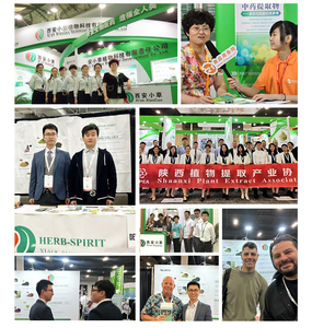 ผงมะรุมขายส่ง ผงมะรุมออร์แกนิก ผงใบมะรุมออร์แกนิก ผงสกัดใบมะรุม - Product Image 6