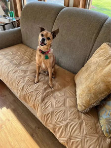 Wholesale <b>Dog</b> Bed Cover Waterproof Removable <b>Dog</b> Bed Covers Washable Pet <b>Blankets</b> Pet Cat <b>Dog</b> Mat <b>for</b> Furniture Bed <b>Couch</b> Sofa - Product Image 6