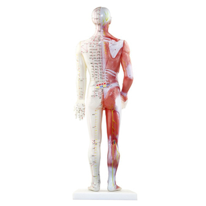 Modèle de corps chinois masculin, pour <span class=keywords><strong>Acupuncture</strong></span> méridiens et Points uniques - Product Image 3