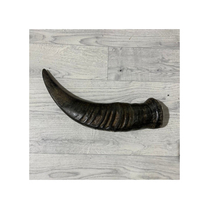 Astas de Búfalo Naturales de Grado de Exportación (Origen Ganadero) Mantenidas en Condiciones Superiores con Almacenamiento Congelado para Envío a Granel - Product Image 1