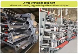 Gabbia per Polli a Strati Tipo A XINYE in Acciaio Zincato con Sistema Automatico di Alimentazione e Raccolta <span class=keywords><strong>Uova</strong></span> per Allevamento Avicolo - Product Image 5