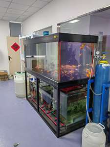 BQ N2 probiotik untuk akuarium air tawar dan air laut Nitrogen-Menghilangkan dan denitrifikasi bakteri untuk kesehatan akuatik - Product Image 6