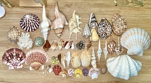 เปลือกหอยธรรมชาติขนาดใหญ่ยกระดับกิจกรรมของคุณตกแต่งชายหาดและทิวทัศน์ทางน้ำขายส่ง - Product Image 6