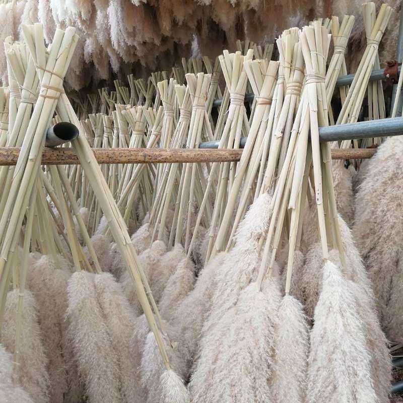 Pampas florales naturales para decoración del hogar, hierba esponjosa de tallo largo Beige para arreglos florales, decoración de boda