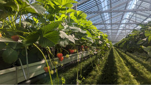 Investimento Futuristico in Accumulo Solare da 200KW 300KW 500KW 100KW per l'Espansione dell'Agricoltura - Product Image 6