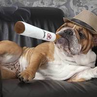Jouets amusants pour animaux de compagnie Cigar Big Smoke Plush Squeak Fake Cigarettes Toys Dog Chew Molar Interactive Game Bite Resistant Pet Toy