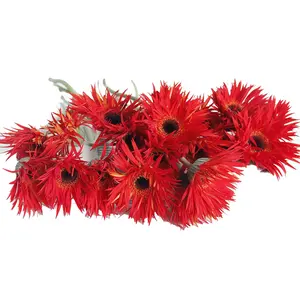 2023 Base Direct Selling Fresh Cut Flowers Gerbera Burning From Kunming Dounan Ornamental Plants