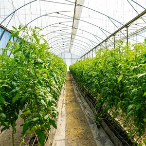 토마토 재배 그린 하우스를 위한 대형 하이 터널 농업 온실