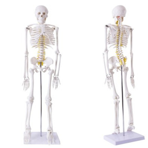 Nuevo Modelo de Esqueleto Humano Cheng de 85 cm con Resaltado de Columna Vertebral para Educación Médica y Exhibición Anatómica - Product Image 1