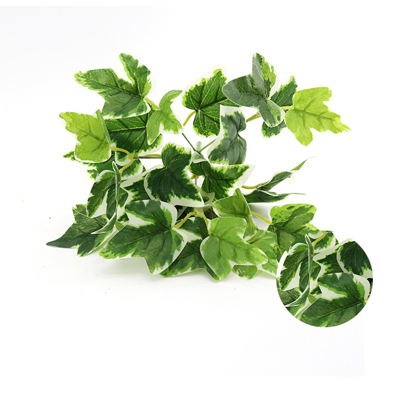 White-Edge Sweet Potato Leaf