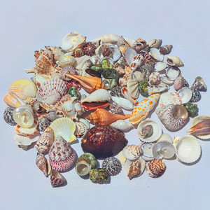 Concha Natural de 2-8cm, estrella de mar, pez para paisajismo, <span class=keywords><strong>cangrejo</strong></span> ermitaño pulido, botella de mensaje de repuesto de carcasa táctil <span class=keywords><strong>Real</strong></span> - Product Image 1