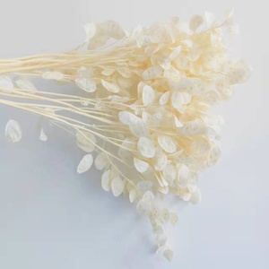 Ins Vente Chaude Fleurs Séchées <span class=keywords><strong>Lunaria</strong></span> <span class=keywords><strong>Annua</strong></span> pour Maison/Mariage Décoration Fleur pour Arrangement Bouquet - Product Image 6