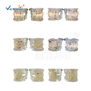 Molde de goma de bloque de mordida para educación dental modelo de dientes humanos realistas para Educación de Ciencias Médicas - Product Image 5