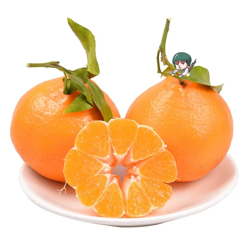 新鮮なバレンシアオレンジとマンドリンオレンジ、中国産柑橘類、2020年シーズンの輸出準備完了