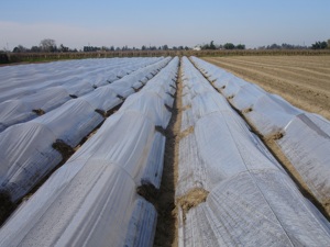 Film plastique agricole transparent en polyéthylène, <span class=keywords><strong>200</strong></span> <span class=keywords><strong>microns</strong></span>, utp à uv, feuille à couverture de 10m - Product Image 4