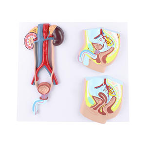 Blase und Harnleiter zum Unterrichten der anatomischen Struktur des menschlichen Harn system modells männlich und weiblich - Product Image 3
