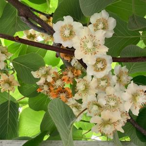 เกสรพันธุ์พรีเมียมคุณภาพสูงสำหรับการผสมเกสรผลไม้กีวีแบบเทียม |   การผสมเกสรที่มีประสิทธิภาพสูง |   จัดหาโดยตรงจากโรงงาน - Product Image 4