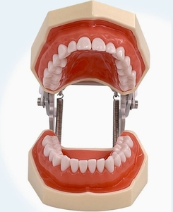 Modèle dentaire anatomique en silicone médical, structure de la mâchoire et des dents, pour l'enseignement des sciences médicales - Product Image 4