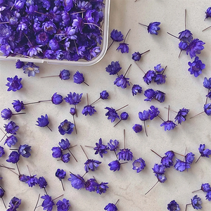 Couleur mélangée Mini Flores vraie fleur séchée naturelle brésil petite fleur étoile pour bricolage artisanat d'art - Product Image 4