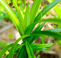 Poudre de Pandan en gros de haute qualité poudre de feuille de Pandan de plante naturelle