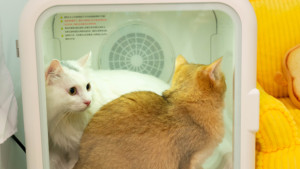 Kotak pengering hewan peliharaan rumah penjualan laris 2024 mesin pengering mandi kucing dan anjing otomatis sepenuhnya desinfeksi pengering rambut - Product Image 4