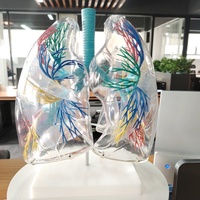 Modelo anatómico de pulmón de PVC transparente DARHMMY con árbol bronquial para visualización de productos de ciencia médica