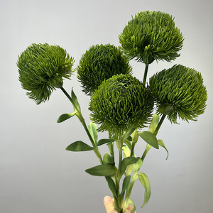 Bola <span class=keywords><strong>de</strong></span> Dianthus Verde Artificial Premium, Flor <span class=keywords><strong>de</strong></span> <span class=keywords><strong>Gel</strong></span> Suave al Tacto Real, <span class=keywords><strong>para</strong></span> Decoración Floral del Hogar y Venta al por Mayor - Product Image 1