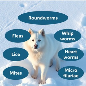 Gouttes contre les puces, les tiques, les acariens et les nématodes, protection mensuelle douce, sans danger pendant la grossesse et la lactation, savoureuses pour les chiens à usage domestique de 4 à 10 kg - Product Image 3