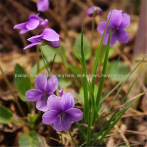 Semi di Viola Viola Selvatica, Olio Essenziale, Resistenti al Freddo, Copertura Vegetale Perenne, Semi di <span class=keywords><strong>Fiori</strong></span> <span class=keywords><strong>per</strong></span> Cortile e <span class=keywords><strong>Balcone</strong></span> - Product Image 2