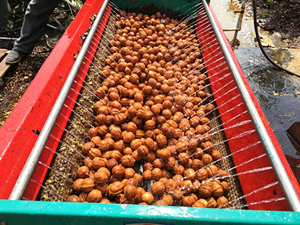 Macchina Multifunzionale per Rimuovere il Guscio di Noci Fresche, Dispositivo Tutto-in-Uno per Risparmiare sui <span class=keywords><strong>Costi</strong></span> - Product Image 4